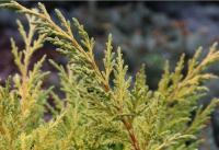 Можжевельник китайский Голдферн (Juniperus chinensis Goldfern), H20-25  C2